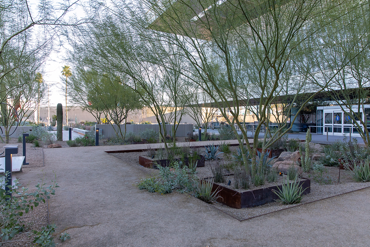 Desert Garden 1